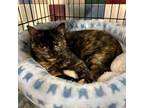 Adopt Rosie LR 1 a Domestic Short Hair