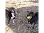 Adopt JoJo & Poppie - A bonded pair a Wirehaired Terrier