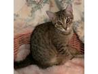 Adopt Carly a Tabby