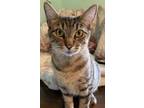 Adopt Mocha a Domestic Short Hair