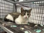 Adopt Chirp a Domestic Short Hair