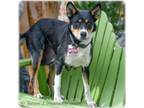 Adopt Jackie a Collie, Shepherd