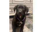 Adopt Khloe a Black Labrador Retriever, Husky