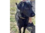 Adopt Maggie a Labrador Retriever, Standard Poodle