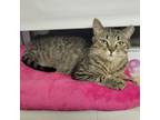 Adopt Tigra a Domestic Short Hair