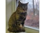 Adopt Sophie a Domestic Long Hair