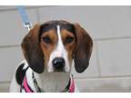 Adopt Ruby a Treeing Walker Coonhound