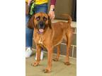 Adopt Jesse a Bloodhound, Redbone Coonhound