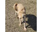 Adopt Bailey a Mixed Breed