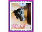 Adopt Ripley - COURTESY LISTING FOR OWNER a German Shepherd Dog