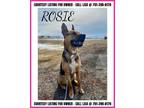 Adopt Rosie - COURTESY LISTING FOR OWNER a German Shepherd Dog