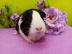 Adopt Rosie (fostered in Omaha) a Guinea Pig