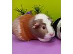 Adopt Sugar (fostered in Omaha) a Guinea Pig