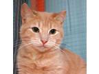 Adopt Tangelo- Foster or Adopt a Domestic Short Hair