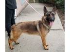 Adopt Snickers (cc#7020) a German Shepherd Dog