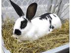 Adopt Noelle a Bunny Rabbit