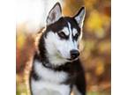 Adopt Luna a Siberian Husky, Pomeranian