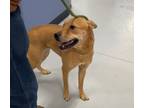 Adopt Lucy a Labrador Retriever, Shepherd