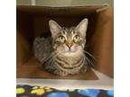 Adopt Gianna a Domestic Short Hair, Tabby