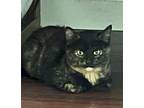 Adopt Shyla a Domestic Short Hair