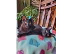 Adopt Mischief & Lindy a Domestic Short Hair