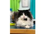 Adopt Zoey a Domestic Medium Hair