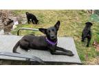 Adopt Elaine a Australian Kelpie