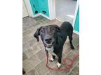 Adopt Daisy a Great Dane, Hound