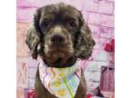 Adopt Petunia a Cockapoo