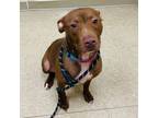 Adopt Jojo A0055258608 a Mixed Breed, Pit Bull Terrier