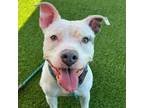 Adopt Luna Marie A0053994500 a Mixed Breed, Pit Bull Terrier
