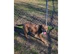 Adopt Tina a Australian Cattle Dog / Blue Heeler