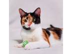 Adopt Scotch a Calico, Domestic Short Hair