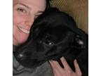 Adopt Lizzie a Black Labrador Retriever