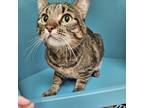 Adopt Miss Kitty a Domestic Short Hair