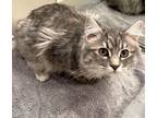 Adopt Harpurr a Domestic Medium Hair, Tabby