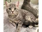 Adopt Pypurr a Domestic Short Hair, Tabby