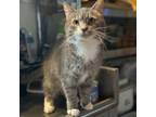 Adopt Twilight a Domestic Short Hair