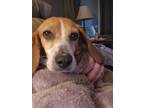 Adopt Jupiter a Beagle, Hound