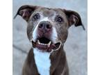 Adopt STRAWBERRY a Pit Bull Terrier, German Shorthaired Pointer