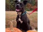 Adopt Rosie a Mixed Breed