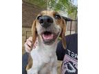 Adopt Dolly a Beagle