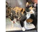 Adopt Claudia a Calico