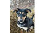 Adopt Lara a Rottweiler, Shepherd