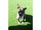 Adopt LILY a Bull Terrier, Mixed Breed