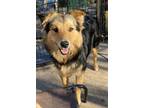 Adopt Lassi a English Shepherd