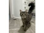 Adopt Raptor + Bunny (bonded pair) a Domestic Medium Hair