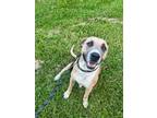 Adopt Millie a Bullmastiff, Labrador Retriever