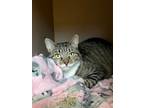 Adopt Boots a Domestic Short Hair