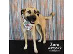 Adopt ZARA a Black Mouth Cur, Mixed Breed